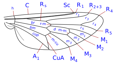 Tabanidae wing veins: Brachycera