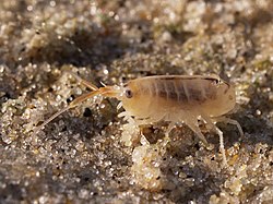 Strandfloh (von Arnoldius)