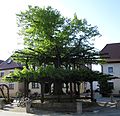 Tanzlinde am Marktplatz Isling