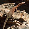 Varanus hamersleyensis