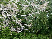 Gespinste auf kahlgefressenem Baum