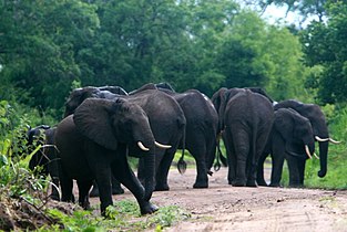 African bush elephant