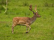 Brown cervid with white spots