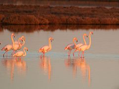 Flamants dans le lac Vistonída