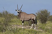 Brown bovid with black and white markings