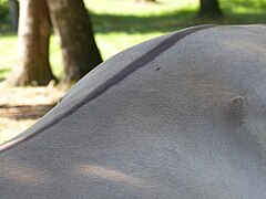 Dos d'un cheval gris avec une raie brune au centre