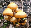 Kuehneromyces mutabilis