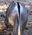 Grevy zebrası (Equus grevyi)