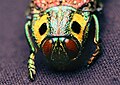 Lampropepla rotschildi is a buprestid from Madagascar