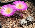 Mammillaria luethyi