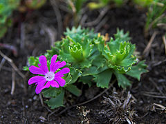 Primula minima