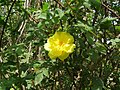 Rosa Harisonii 1830 Ibrido R Foetida