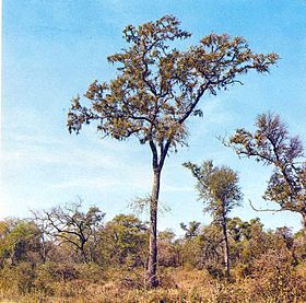 Quebracho colorado chaquenho (Schinopsis balansae)