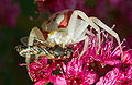 Une petite araignée sur une fleur.