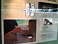 Tuatara display