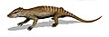 Yanoconodon