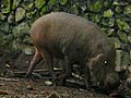 Babi bodoh di Zoo Negara Malaysia