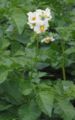 Follas e flores da pataca, Solanum tuberosum L.