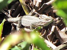 Lagartija valdiviana (Liolaemus cyanogaster)