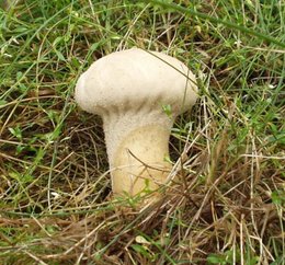 Ilgasis kukurdvelkis (Calvatia excipuliformis)