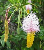 Blomknoppe (links) en oop blomme (regs)