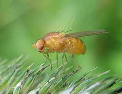 Banaanikärpäsen (Drosophila melanogaster) naaras