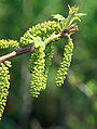 Samčí květenství ořešáku popelavého (Juglans cinerea)