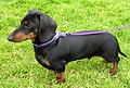 Dachshund (Miniature)