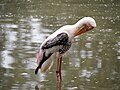 Burung botak padi di Zoo Negara Malaysia