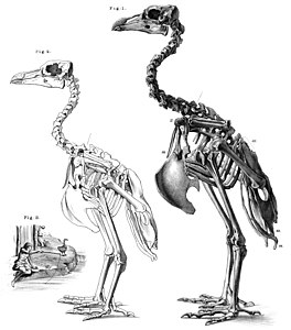 Esquelets d'una femella i un mascle recollits el 1874