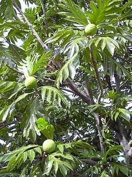 Kenyérfa (Artocarpus altilis)