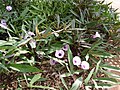 Ipomoea batatas in Horto Botanico Maui Nui.