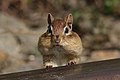 Eastern Chipmunk