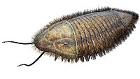 Life restoration of Trimerus (Trilobita)