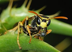 Gallische Feldwespe (von Alvesgaspar)