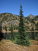 Subalpinis kėnis (Abies lasiocarpa)