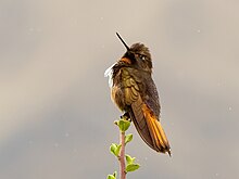 Aglaeactis castelnaudii 189753333 (cropped).jpg