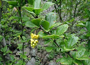 Almindelig Berberis, fotograferet i Kaukasus.