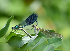 Gebänderte Prachtlibelle (Calopteryx splendens)