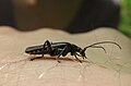 Cantharis paradoxa