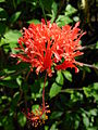 Květ ibišku dřípeného (Hibiscus schizopetalus)