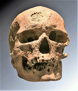 replica van de Cro-magnon 1-schedel