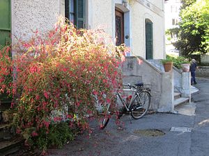 Fuksia (Fuchsia magellanica)