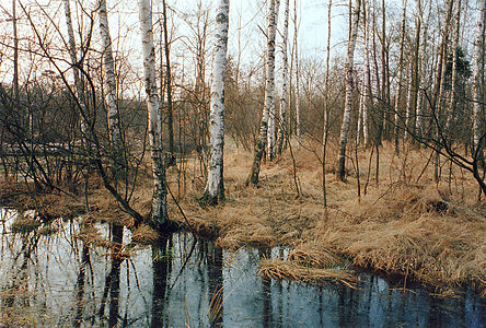 Bouleaux dans le petit Giebelmoor, district de Gifhorn, Basse-Saxe.