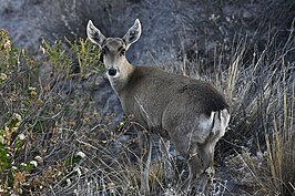 Peruviaanse huemul