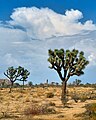 Parc Nacional de Joshua Tree