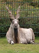 El marjor, el animal nacional de Pakistán.