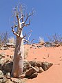 Moringa ovalifolia