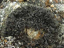 Mountain Sausage Lichen (3815998249).jpg