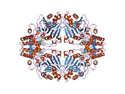 Amidophosphoribosyltransferase